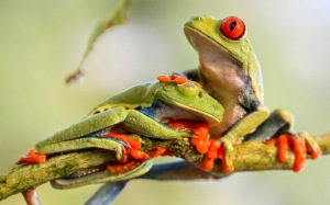 hugging frog